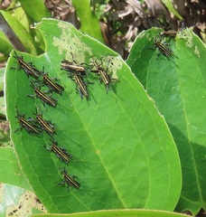 Smilax anceps