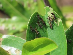 Pyrgomorphidae