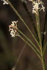 Struthiola ciliata