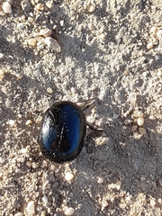 Chrysolina haemoptera