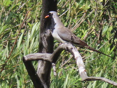 Oena capensis capensis