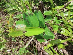 Smilax anceps