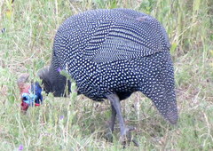 Numida meleagris coronatus