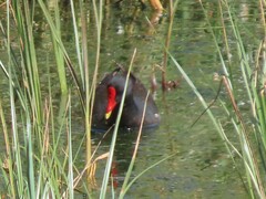 Gallinula chloropus meridionalis