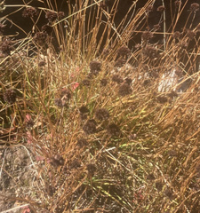 Allium schoenoprasum