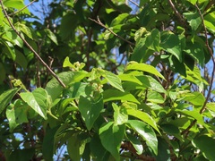 Antidesma venosum