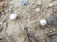 Battarrea phalloides
