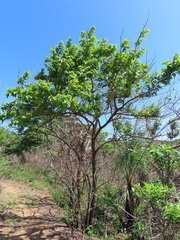 Antidesma venosum
