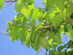 Antidesma venosum