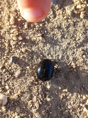 Chrysolina haemoptera