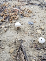 Battarrea phalloides