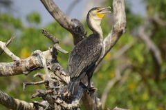 Phalacrocorax carbo lucidus