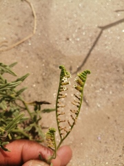 Heliotropium