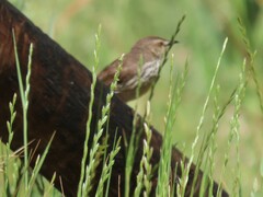 Prinia maculosa maculosa