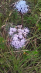 Ageratum corymbosum