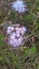 Ageratum corymbosum