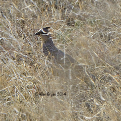 Callipepla squamata
