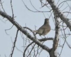 Turdus