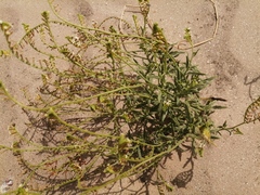 Heliotropium