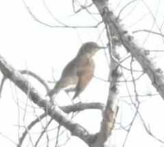 Turdus