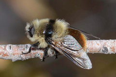 Cephenemyia pratti