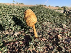 Podaxis pistillaris