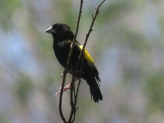 Euplectes capensis capensis