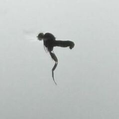 Phorinae