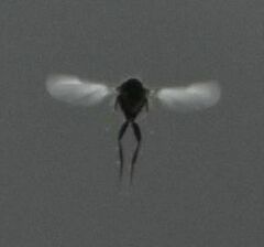 Phorinae