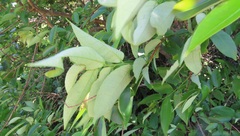Sclerocroton integerrimus