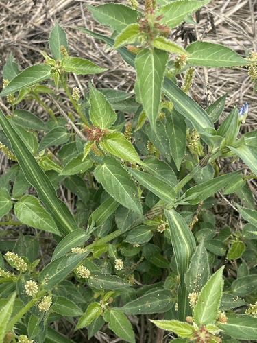 Hairy-stemmed Acalypha
