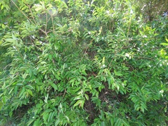 Sclerocroton integerrimus