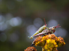 Agesander ruficornis