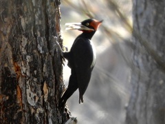 Campephilus leucopogon