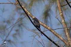 Dicrurus leucophaeus