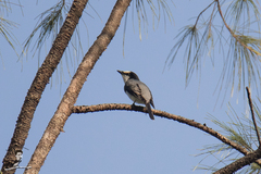 Pericrocotus divaricatus