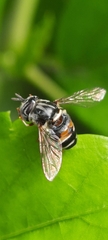 Paragus