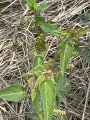 Acalypha villicaulis