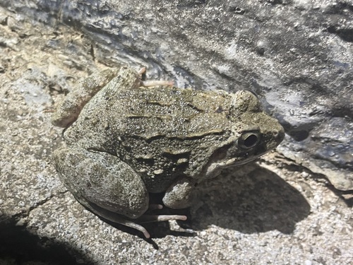 Fejervarya cancrivora
