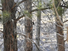 Campephilus leucopogon