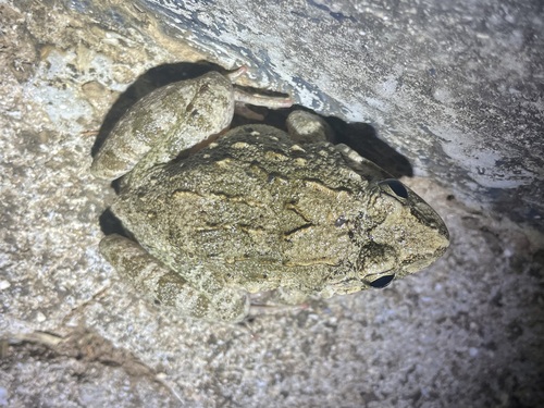 Fejervarya cancrivora