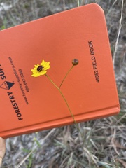Coreopsis leavenworthii