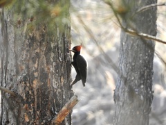 Campephilus leucopogon
