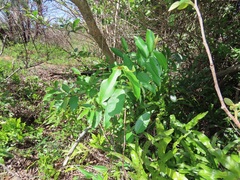 Sclerocroton integerrimus