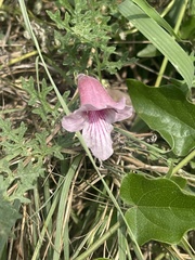 Dicerocaryum senecioides