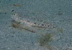 Gobius geniporus