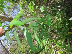 Sclerocroton integerrimus