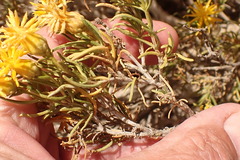 Pteronia pallens