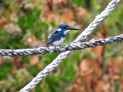 Alcedo coerulescens