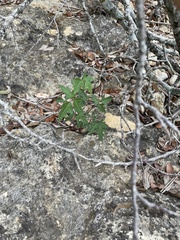 Toxicodendron pubescens